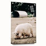 Farmhouse Wall Art - Rustic Pig on Farm with Vintage Country Charm