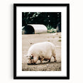 Farmhouse Wall Art - Rustic Pig on Farm with Vintage Country Charm