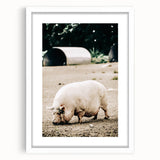 Farmhouse Wall Art - Rustic Pig on Farm with Vintage Country Charm