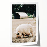 Farmhouse Wall Art - Rustic Pig on Farm with Vintage Country Charm
