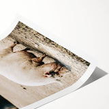 Farmhouse Wall Art - Rustic Pig on Farm with Vintage Country Charm