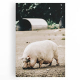 Farmhouse Wall Art - Rustic Pig on Farm with Vintage Country Charm