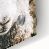 Farmhouse Wall Art - Adorable Sheep Close-Up with Rustic Farm Charm