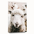 Farmhouse Wall Art - Adorable Sheep Close-Up with Rustic Farm Charm