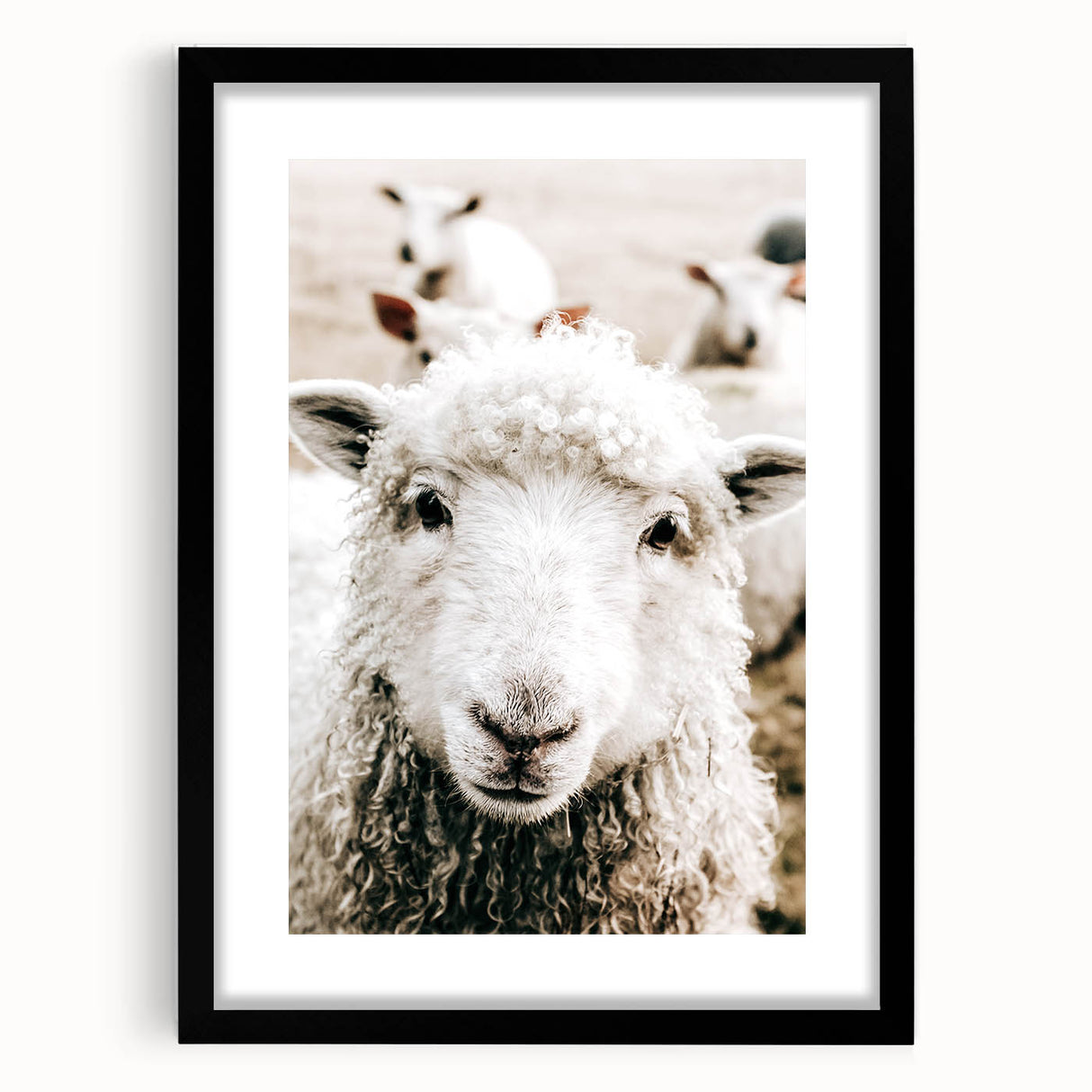 Farmhouse Wall Art - Adorable Sheep Close-Up with Rustic Farm Charm