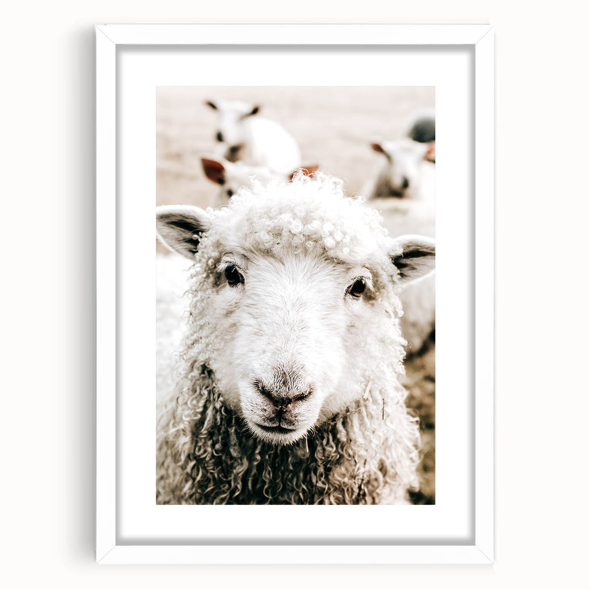 Farmhouse Wall Art - Adorable Sheep Close-Up with Rustic Farm Charm