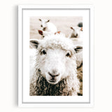 Farmhouse Wall Art - Adorable Sheep Close-Up with Rustic Farm Charm