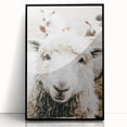 Farmhouse Wall Art - Adorable Sheep Close-Up with Rustic Farm Charm