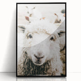 Farmhouse Wall Art - Adorable Sheep Close-Up with Rustic Farm Charm