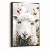 Farmhouse Wall Art - Adorable Sheep Close-Up with Rustic Farm Charm