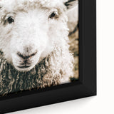 Farmhouse Wall Art - Adorable Sheep Close-Up with Rustic Farm Charm