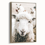 Farmhouse Wall Art - Adorable Sheep Close-Up with Rustic Farm Charm