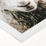 Farmhouse Wall Art - Adorable Sheep Close-Up with Rustic Farm Charm