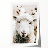 Farmhouse Wall Art - Adorable Sheep Close-Up with Rustic Farm Charm