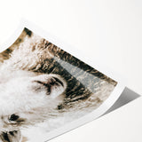 Farmhouse Wall Art - Adorable Sheep Close-Up with Rustic Farm Charm