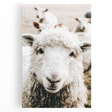 Farmhouse Wall Art - Adorable Sheep Close-Up with Rustic Farm Charm