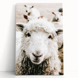Farmhouse Wall Art - Adorable Sheep Close-Up with Rustic Farm Charm