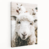 Farmhouse Wall Art - Adorable Sheep Close-Up with Rustic Farm Charm