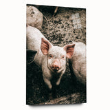 Farmhouse Wall Art - Cute Piglet Close-Up with Rustic Farmhouse Charm