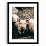 Farmhouse Wall Art - Cute Piglet Close-Up with Rustic Farmhouse Charm