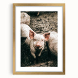 Farmhouse Wall Art - Cute Piglet Close-Up with Rustic Farmhouse Charm