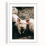 Farmhouse Wall Art - Cute Piglet Close-Up with Rustic Farmhouse Charm