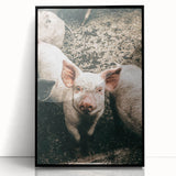 Farmhouse Wall Art - Cute Piglet Close-Up with Rustic Farmhouse Charm