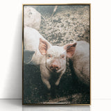 Farmhouse Wall Art - Cute Piglet Close-Up with Rustic Farmhouse Charm