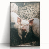 Farmhouse Wall Art - Cute Piglet Close-Up with Rustic Farmhouse Charm