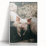 Farmhouse Wall Art - Cute Piglet Close-Up with Rustic Farmhouse Charm