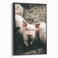 Farmhouse Wall Art - Cute Piglet Close-Up with Rustic Farmhouse Charm