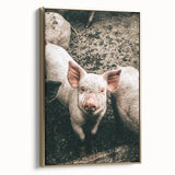 Farmhouse Wall Art - Cute Piglet Close-Up with Rustic Farmhouse Charm