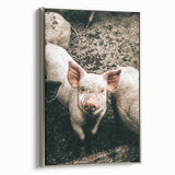 Farmhouse Wall Art - Cute Piglet Close-Up with Rustic Farmhouse Charm
