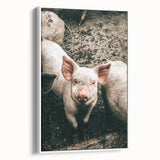 Farmhouse Wall Art - Cute Piglet Close-Up with Rustic Farmhouse Charm