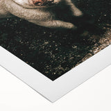 Farmhouse Wall Art - Cute Piglet Close-Up with Rustic Farmhouse Charm