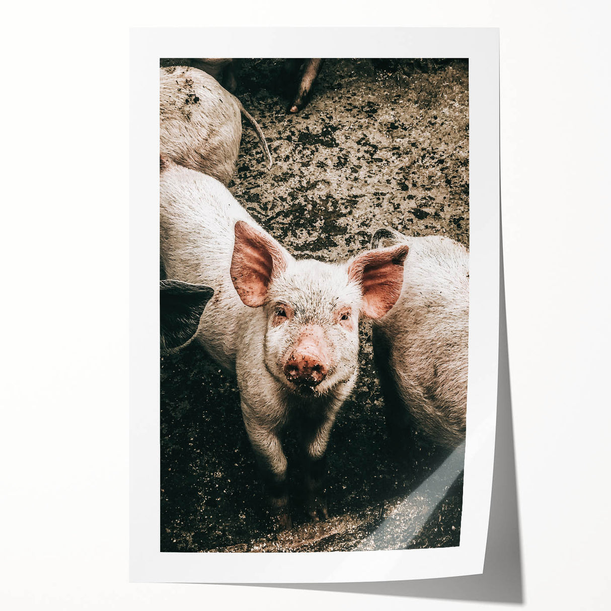 Farmhouse Wall Art - Cute Piglet Close-Up with Rustic Farmhouse Charm