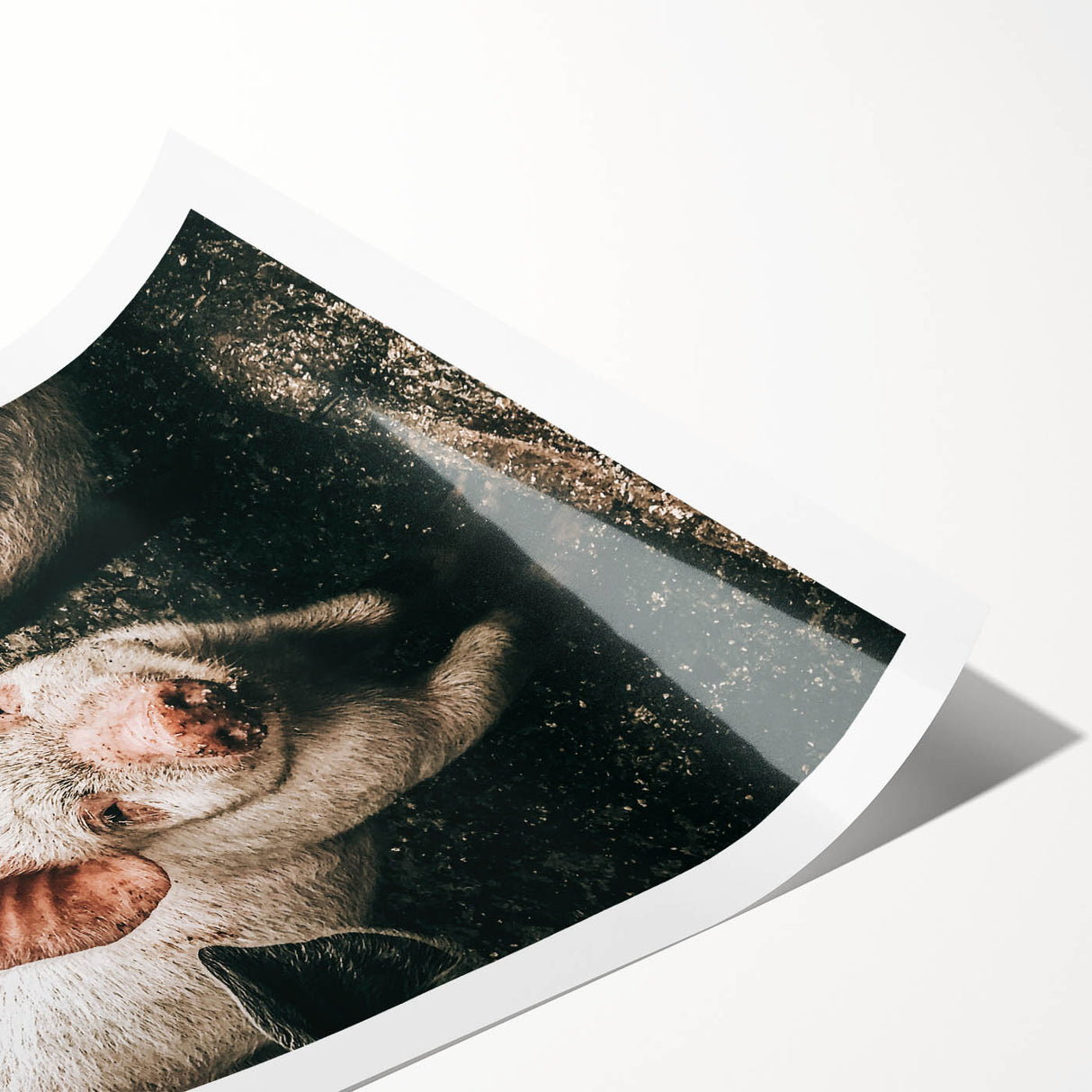 Farmhouse Wall Art - Cute Piglet Close-Up with Rustic Farmhouse Charm
