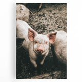 Farmhouse Wall Art - Cute Piglet Close-Up with Rustic Farmhouse Charm