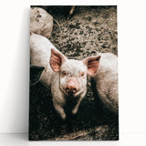 Farmhouse Wall Art - Cute Piglet Close-Up with Rustic Farmhouse Charm