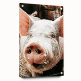 Farmhouse Wall Art - Playful Pig Close-Up with Rustic Farmhouse Charm