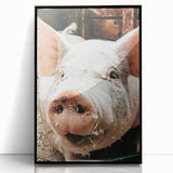 Farmhouse Wall Art - Playful Pig Close-Up with Rustic Farmhouse Charm