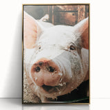 Farmhouse Wall Art - Playful Pig Close-Up with Rustic Farmhouse Charm