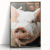 Farmhouse Wall Art - Playful Pig Close-Up with Rustic Farmhouse Charm