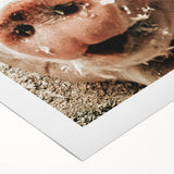 Farmhouse Wall Art - Playful Pig Close-Up with Rustic Farmhouse Charm