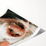 Farmhouse Wall Art - Playful Pig Close-Up with Rustic Farmhouse Charm