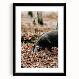 Farmhouse Wall Art - Pig Foraging in Autumn Leaves with Rustic Charm