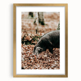 Farmhouse Wall Art - Pig Foraging in Autumn Leaves with Rustic Charm