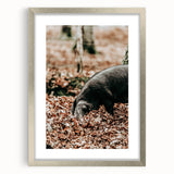 Farmhouse Wall Art - Pig Foraging in Autumn Leaves with Rustic Charm