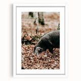Farmhouse Wall Art - Pig Foraging in Autumn Leaves with Rustic Charm