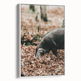Farmhouse Wall Art - Pig Foraging in Autumn Leaves with Rustic Charm